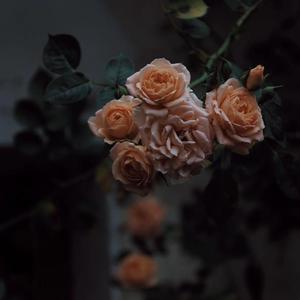 四虎新地址4hu你懂的
